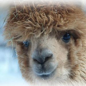 Meet your Posher, Ruth